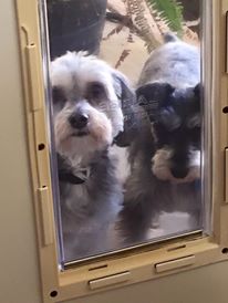 Installing a dog door for a Schnauzer mix mutt waiting with his pure bred schnauzer to come in the Ideal Original back door for doggie door