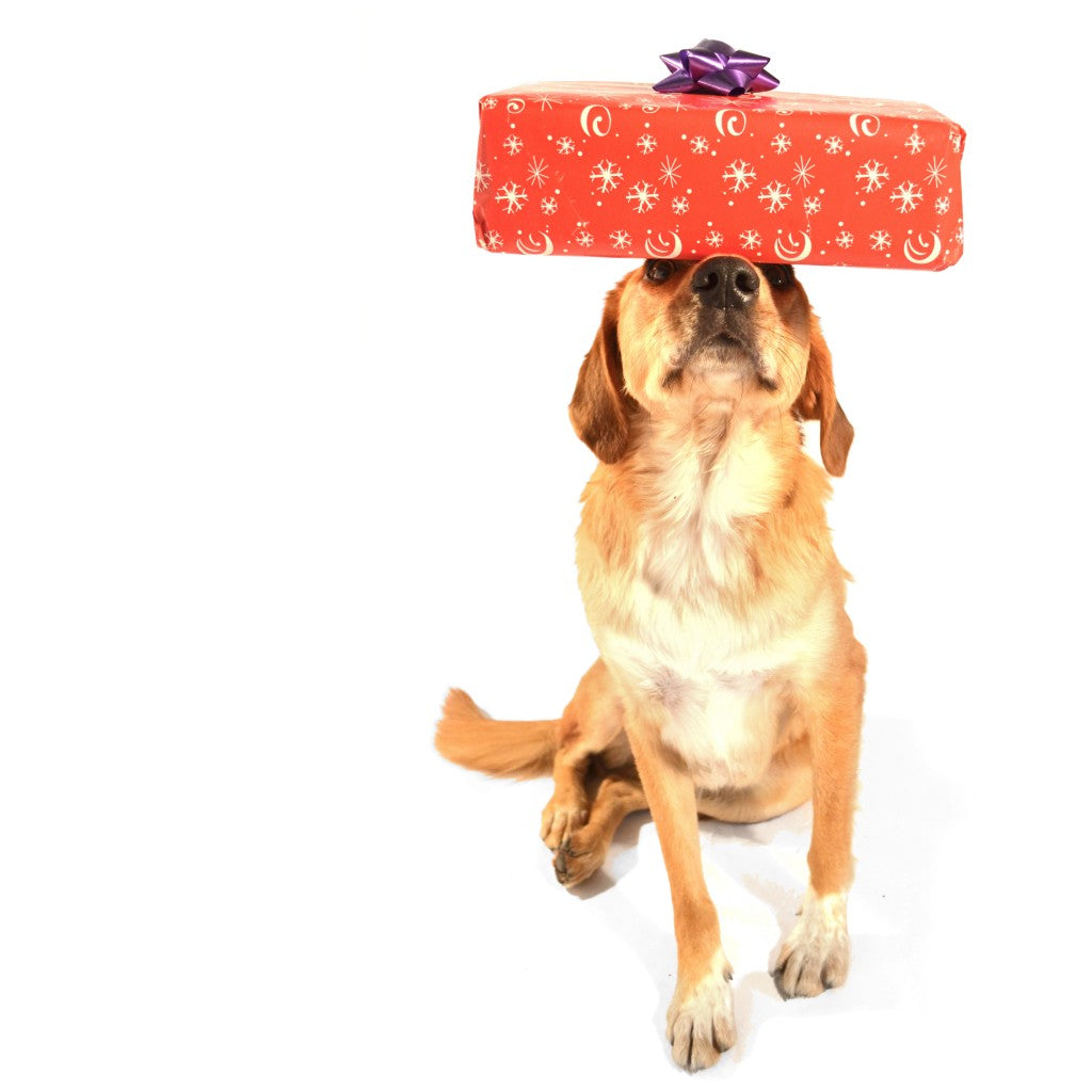 A mix-breed dog with yellow fur balancing a wrapped present with a bow on his head. 