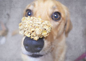 dog balancing treat on nose - cheap dog toys