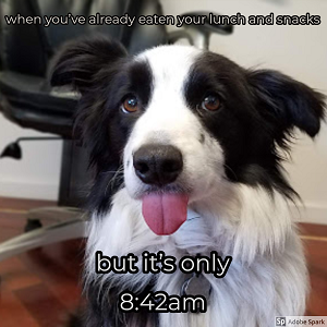 A black and white dog looking sad with it's tongue hanging out. Text reads: 'when you've already eaten your lunch and snacks but it's only 8:42am'