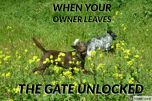 Two dogs frolicking happily through a grassy field with yellow flowers. The text reads: 'When your owners leave the gate unlocked.' 