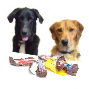 two dogs wonder: why are dogs allergic to chocolate - dogs and chocolate don't mix