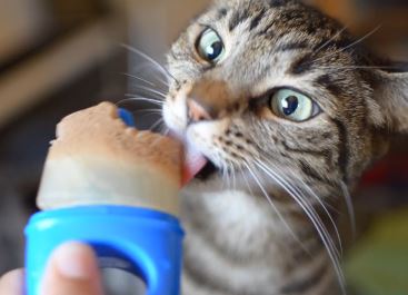 Cat eating frozen cat treats inside pupsicles
