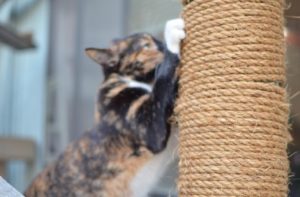 some cat patios have these scratch posts and other toys