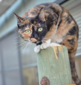 cat sitting inside its cat outdoor enclosure - catio plans 