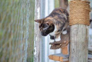 cat in a cat outdoor enclosure thinking about cat patio ideas