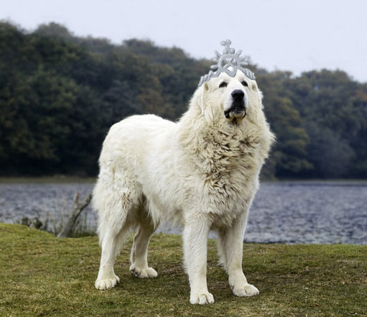 Game of Thrones dog names; Cersei as a Great Pyrenees