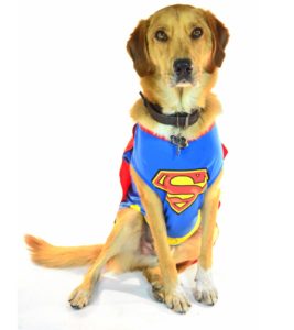 mutt dog wearing a superman costume 