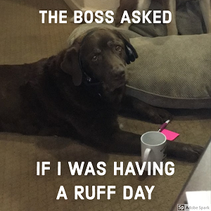 An unimpressed dog wearing headphones and sitting with a mug, sticky notes, and a pen. The text reads: 'The boss asked if I was having a ruff day.' 