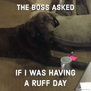 unimpressed dog meme