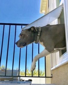 dog runs through french doors with doggie door