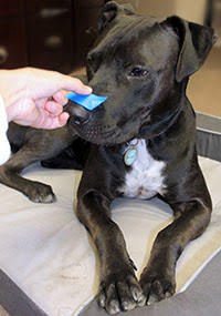 cover-your-nose-dog-training-tutorial-tape