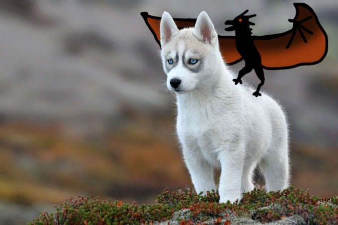 Husky puppy; Direwolf (northern intuit dog) look-alike and Daenerys Targaryen look-alike