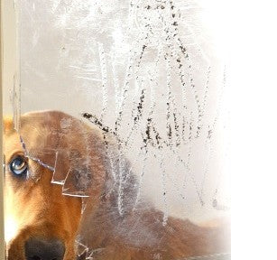 dog looking through cracked pet flap - best doggie door for dogs who chew? 
