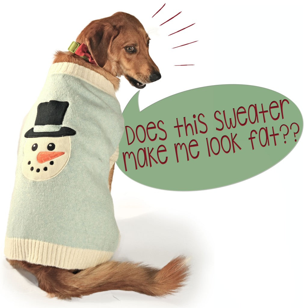 an annoyed dog wearing dog clothes complains about funny outfits like sweaters for dogs