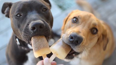 two dogs licking a frozen pet treat