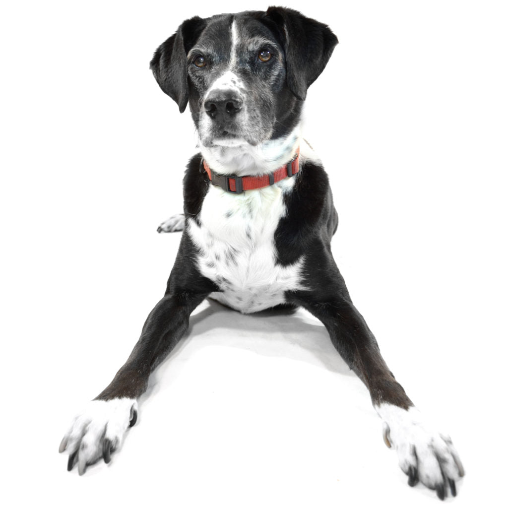 A large black and white dog in a red collar sitting against a white background and staring at the camera