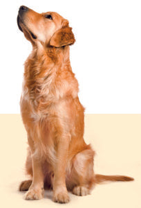 golden retriever learning interesting facts about dog behavior 