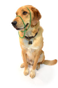 a very happy pet krew mardi gras bead dog going to a new orleans parade