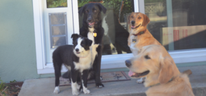 four dogs discussing different dog door solutions for french doors