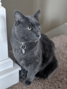 cat next to wall listening to cat facts - facts about cats 