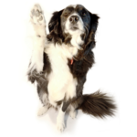 Border Collie raising paw: We'll see you soon!