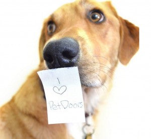 dog with note on their face - how to show your dog love 
