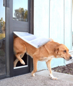 dog door sizes: how to measure dog height to choose the right one 