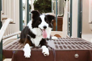 A black and white Border Collie sitting on a playground playset while enjoying a beautiful day outside. 