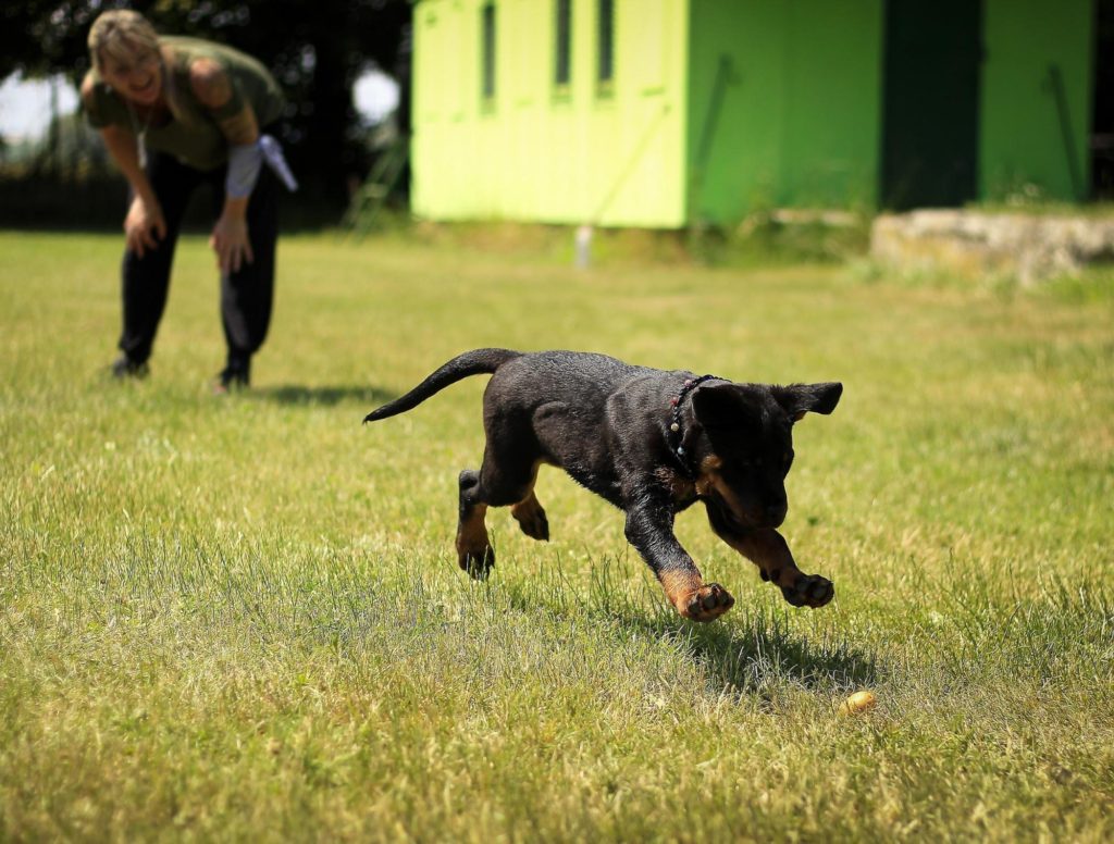 A black dog chasing a thrown ball across a grass field while it's owner shouts in the background