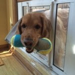 Cute Golden using his Ideal Fast Sash Pet Door