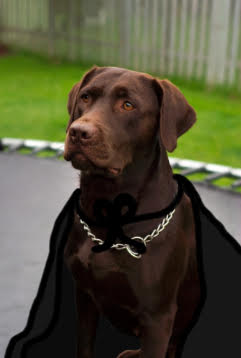 Brown lab wearing a cape: Jon Snow dog 