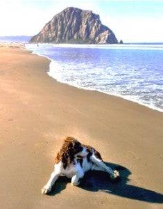 dog on the beach, thinking about signs of dehydration in dogs and heat exhaustion in dogs