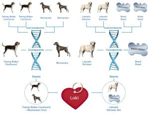 Loki's dog heritage test, showing a mess of dog mixes