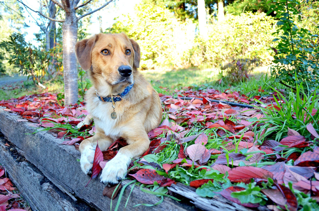 A large mix-breed dog lounging outside in a pile of leaves after being able to go outside without disturbing his owner through a custom pet door. 