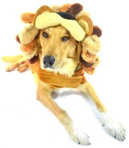 Dog in lion costume for halloween. DIY halloween costumes.