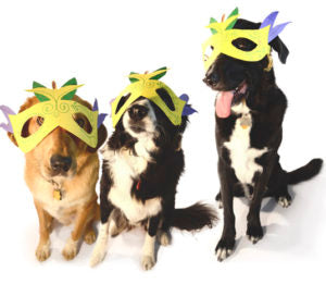 barkus masks like these are quick and fun mardi gras costumes for dogs