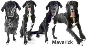 Maverick wondering  about his dog identifier chart
