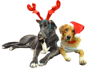 Mav and Loki in a great dog santa costume and dog christmas outfits posing for dog christmas photos