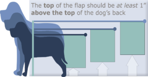 image of a dog;s back being measured in retrospect to the top of the dog flap