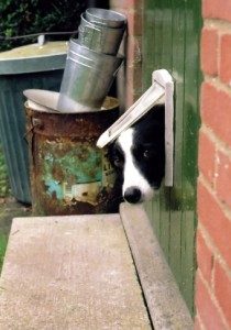 Mikey the Border Collie looking through dog door to see if it is safe for dogs outside. 