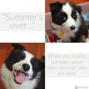 A black and white dog that goes from sad to happy with text that reads: 'Summer's Over... When you realize pumpkin spice lattes and leaf piles are here.'