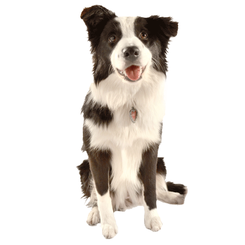 Mikey the border collie looking happy at the camera