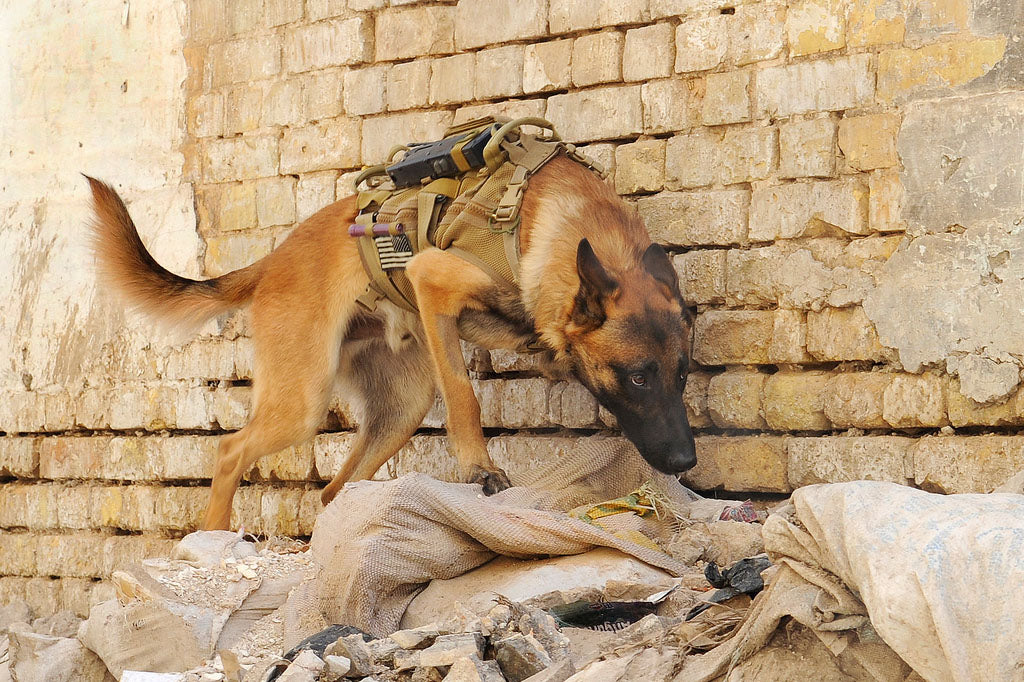 Military working dog handlers help army dogs detect enemies - military dog breeds 