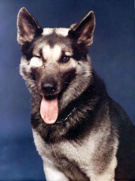 Retired military dogs: Nemo the one-eyed dog - military dog names 