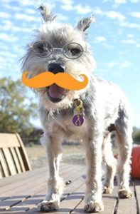 dog with mustache to raise awareness dog mouth cancer or skin cancer in dogs