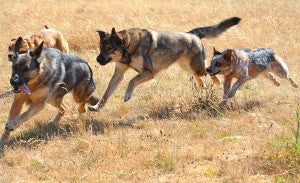 Dogs in a park playing. Bringing dog to dog park for the first time.  