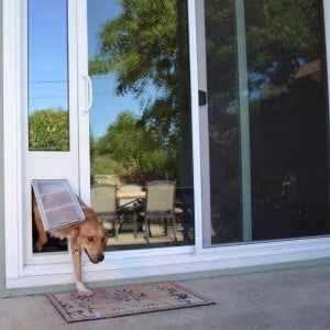 Loki walking outside from inside through an Endura dog door insert - sliding glass door with dog door built in