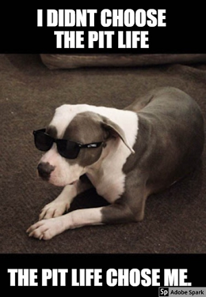 A pitbull wearing a cool pair of shades. The text reads: 'I didn't chose the Pit Life. The Pit Life chose me.'