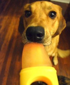 dog licking a popsicle because they dont know if ice is bad for dogs
